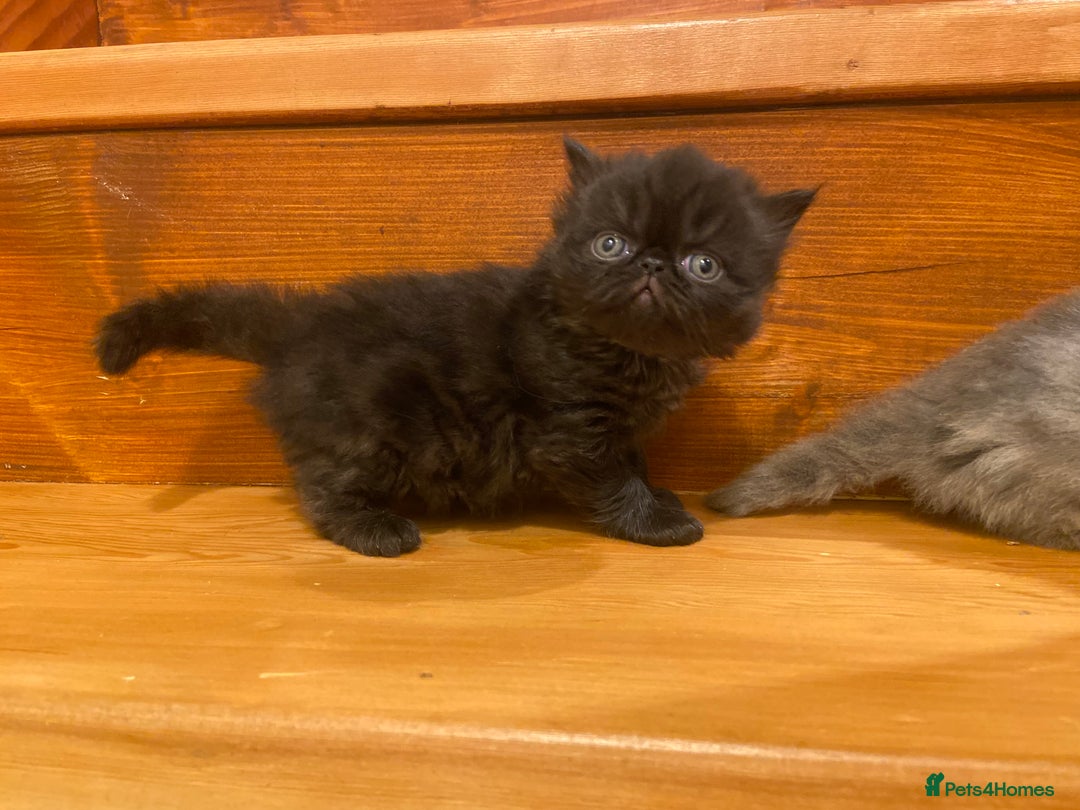 Persian cats for sale: Stunning pedigree Persian kittens - Advert 18