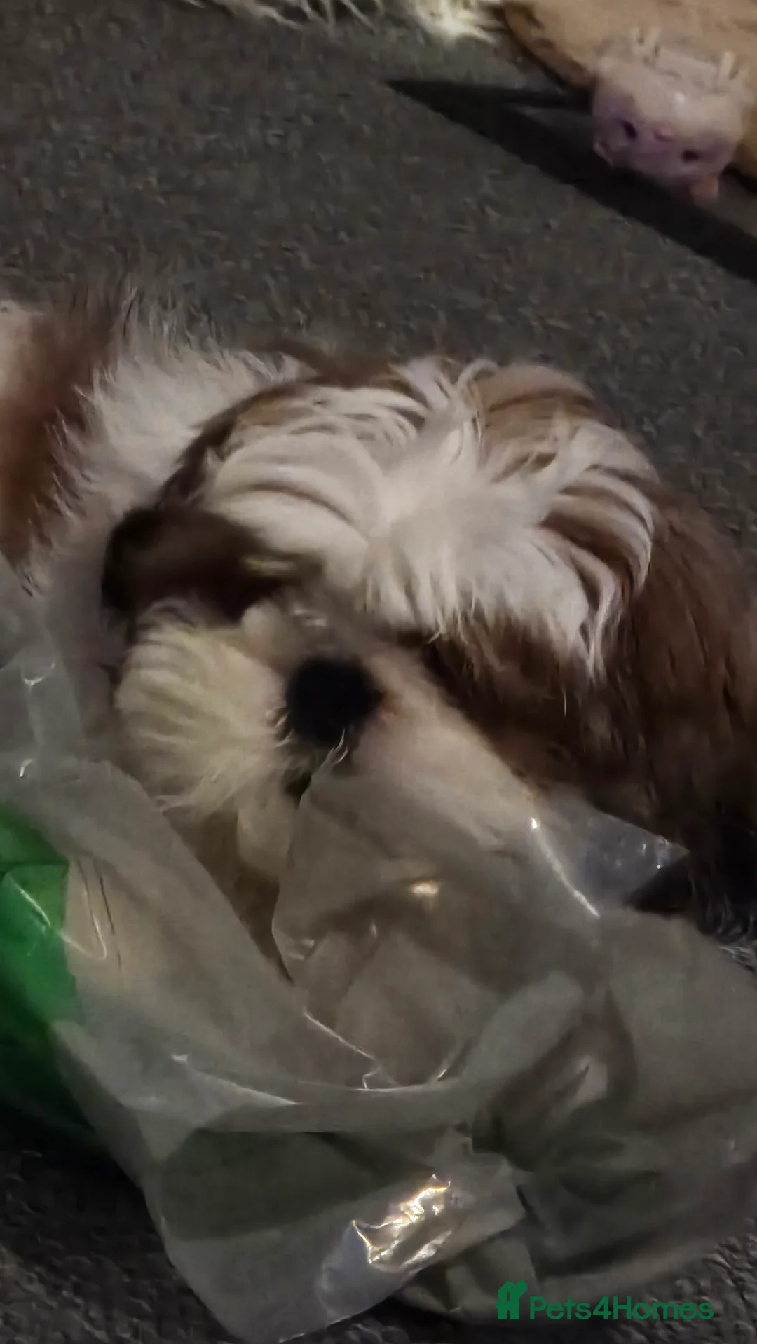 Shih Tzu dogs for sale: Shih Tzu Puppy for Sale - Advert 6