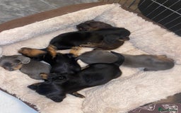 Miniature Dachshund dogs for sale: Longhaired miniature dachshund  - Image 12