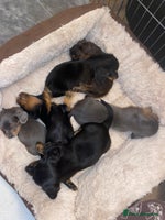 Miniature Dachshund dogs - Advert 15