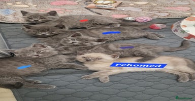 British Shorthair cats - Advert 14