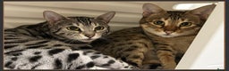 Bengal cats for sale: Outstanding Silver rosetted spotted Bengal Lady - Advert 7