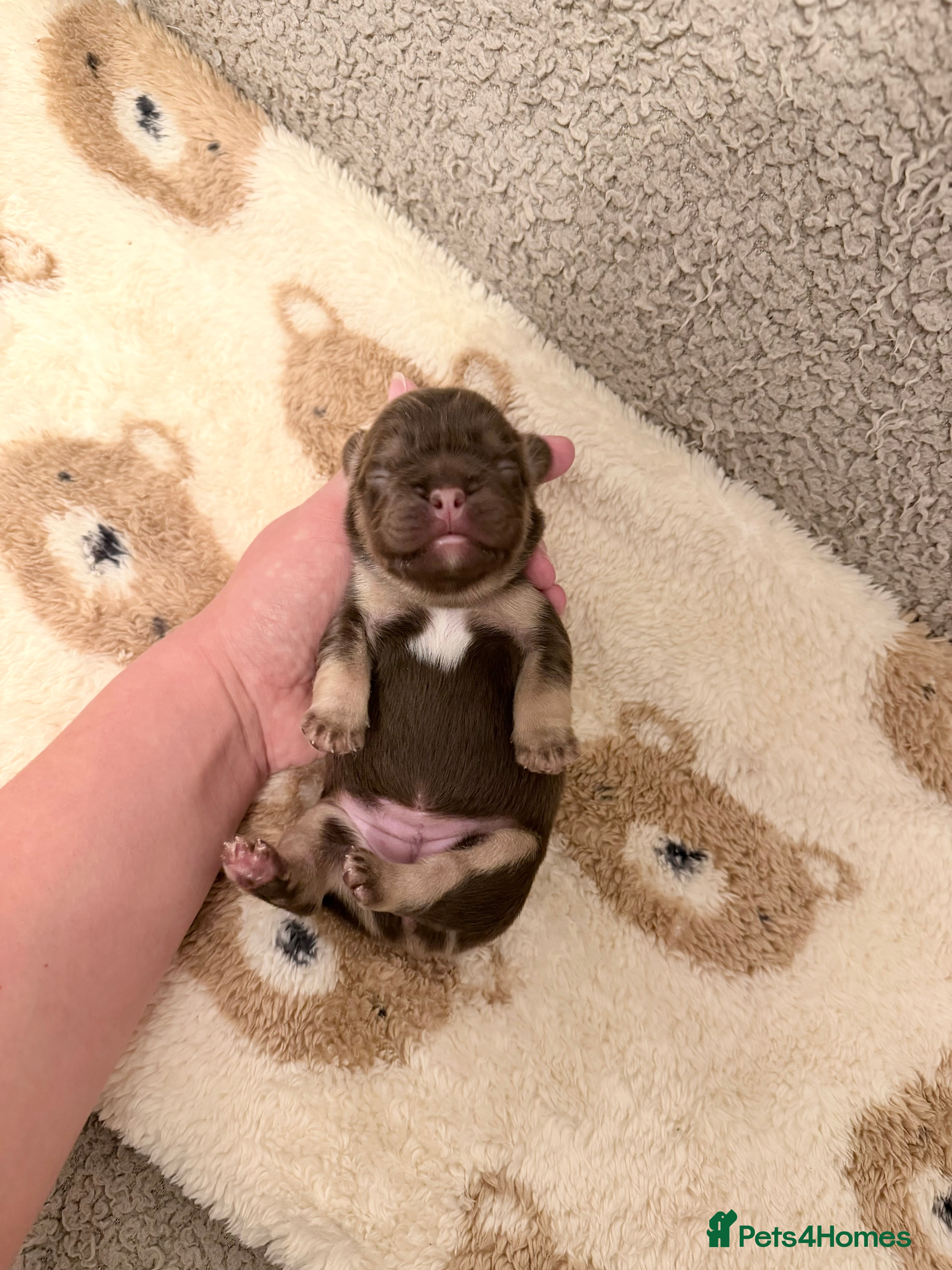 French Bulldog dogs French Bulldog Puppies 💥 - Advert 12