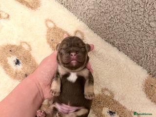 French Bulldog dogs French Bulldog Puppies 💥 - Advert 12