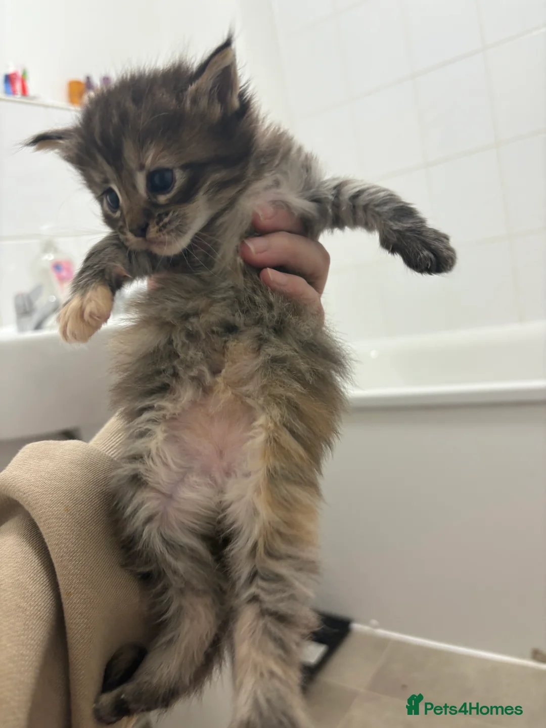 Maine Coon cats for sale: TICA registered Maine coon kittens - Advert 15