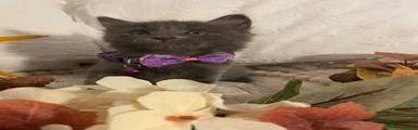 Ragdoll 4