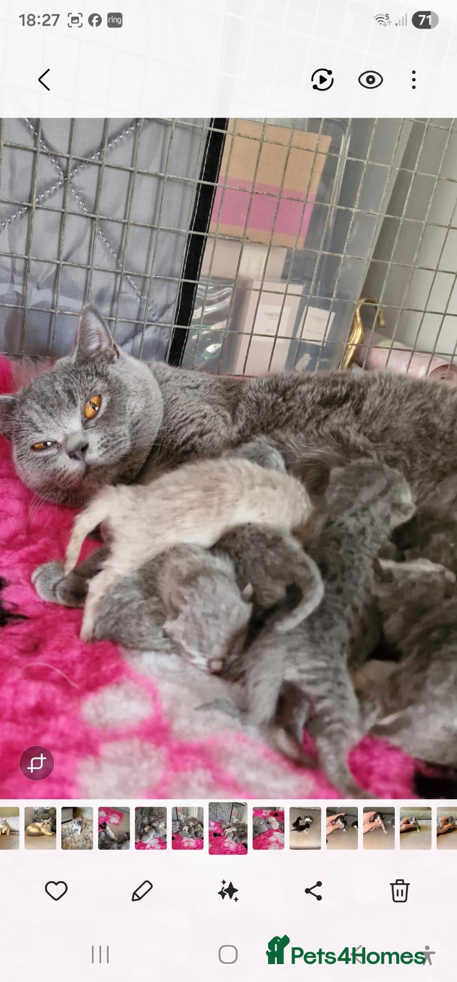 British Shorthair cats Gccf Active registered lilac/blue pedigree bsh  - Advert 1