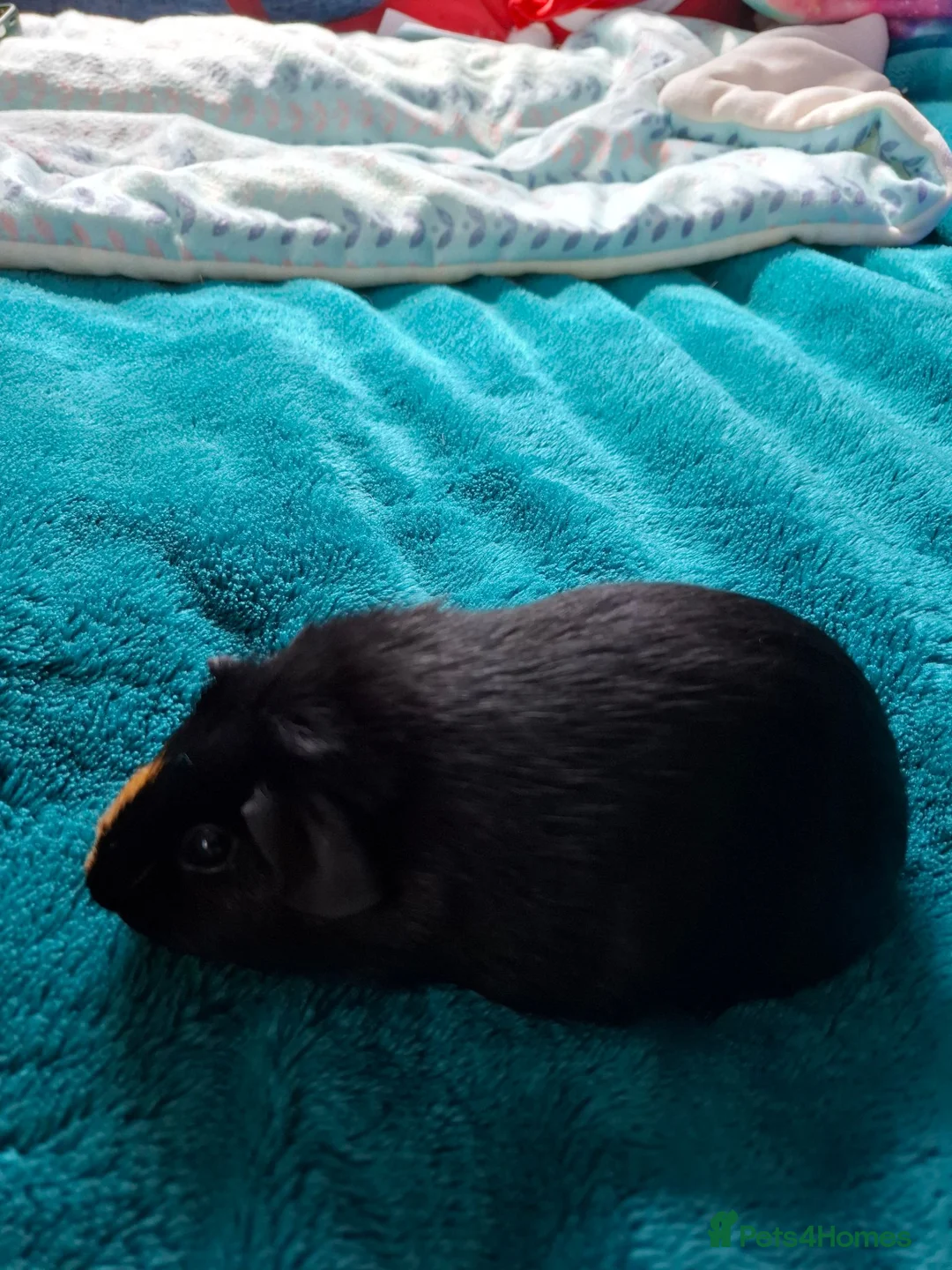 Guinea Pig rodents for sale: Male and female baby guinea pigs for sale - Advert 22