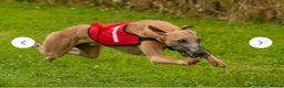 Whippet dogs for stud: Kc reg fully health tested proven stud - Advert 3