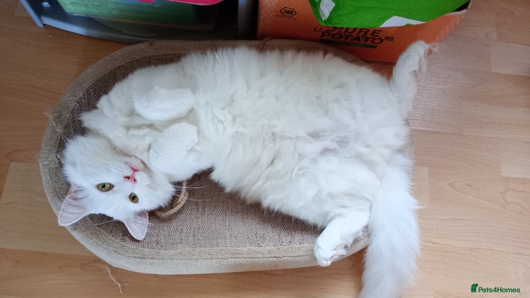 Ragdoll cats - Advert 1