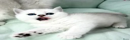 British Shorthair cats for sale: 😻TICA British Shorthair kittens 😻 - Advert 9