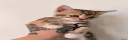 Domestic Shorthair cats for sale: 4 Kittens for sale 3 girls and 1 boy in Deal - Advert 6