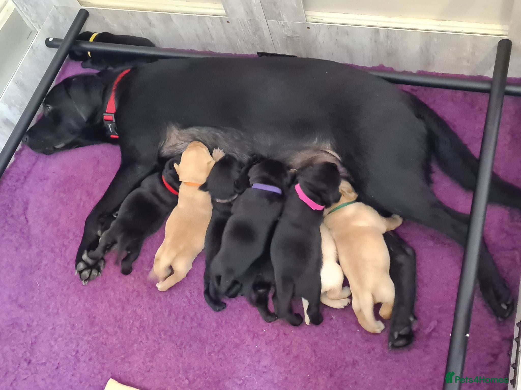 Labrador Retriever dogs Health tested KC Labrador Puppies - Advert 17