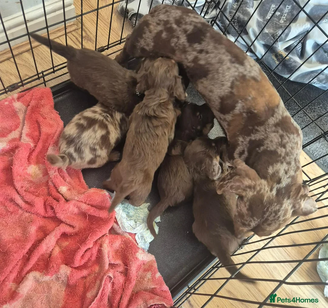 Dachshund dogs for sale: Long hair dachshund puppies 🩷 - Advert 12