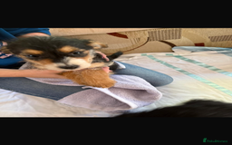 Jackapoo dogs for sale: 5 beautiful jackapoos - Image 8