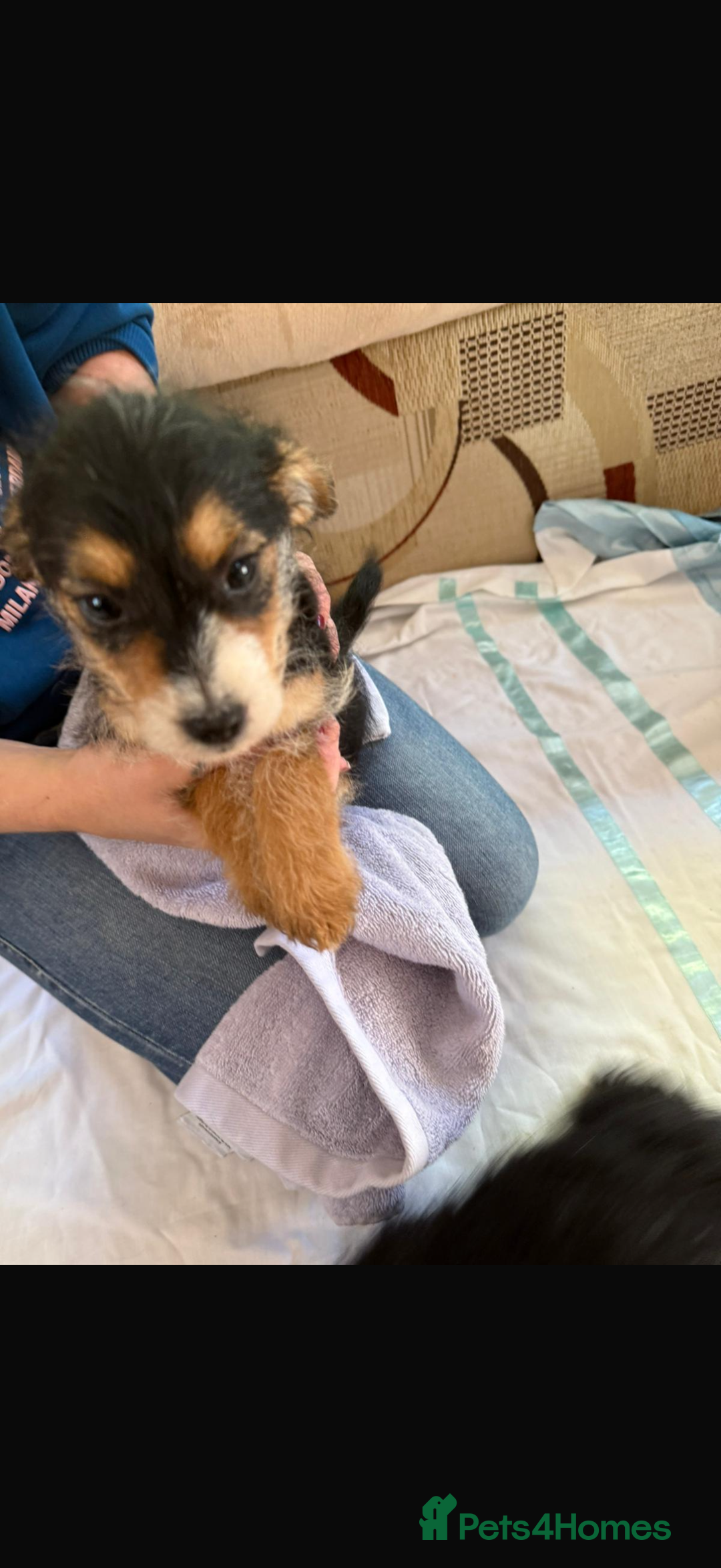 Jackapoo dogs for sale: 5 beautiful jackapoos - Image 8