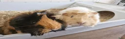 Guinea Pig rodents for sale: 2 Female Guinea Pigs, with cage and food setup - Advert 2