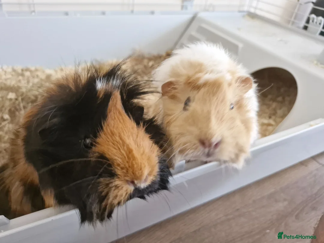 Guinea Pig rodents for sale: 2 Female Guinea Pigs, with cage and food setup - Advert 2