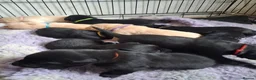 Labrador Retriever dogs for sale: KC reg HEALTH TESTED LAB PUPPIES - Advert 14