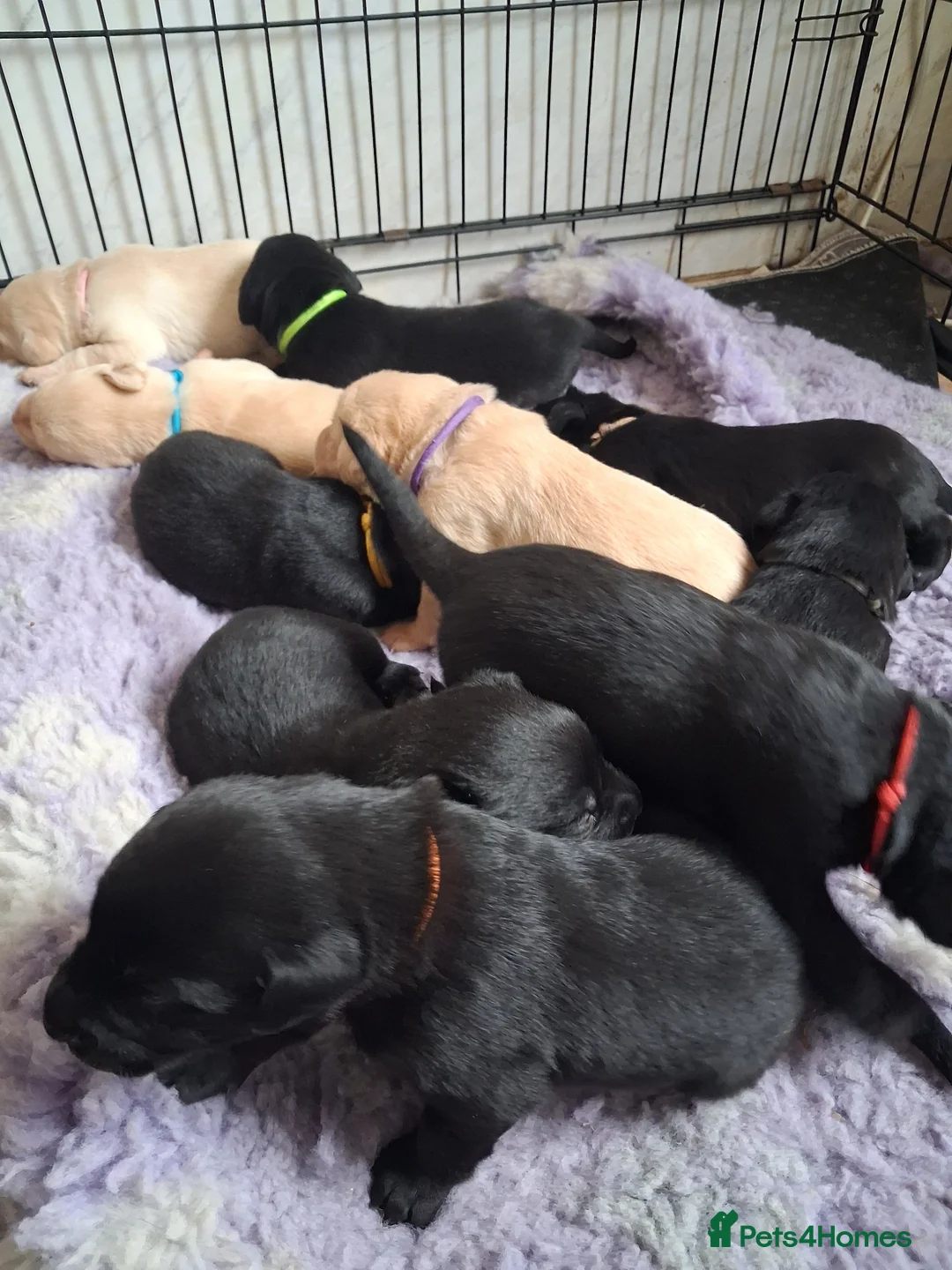 Labrador Retriever dogs for sale: KC reg HEALTH TESTED LAB PUPPIES - Advert 14