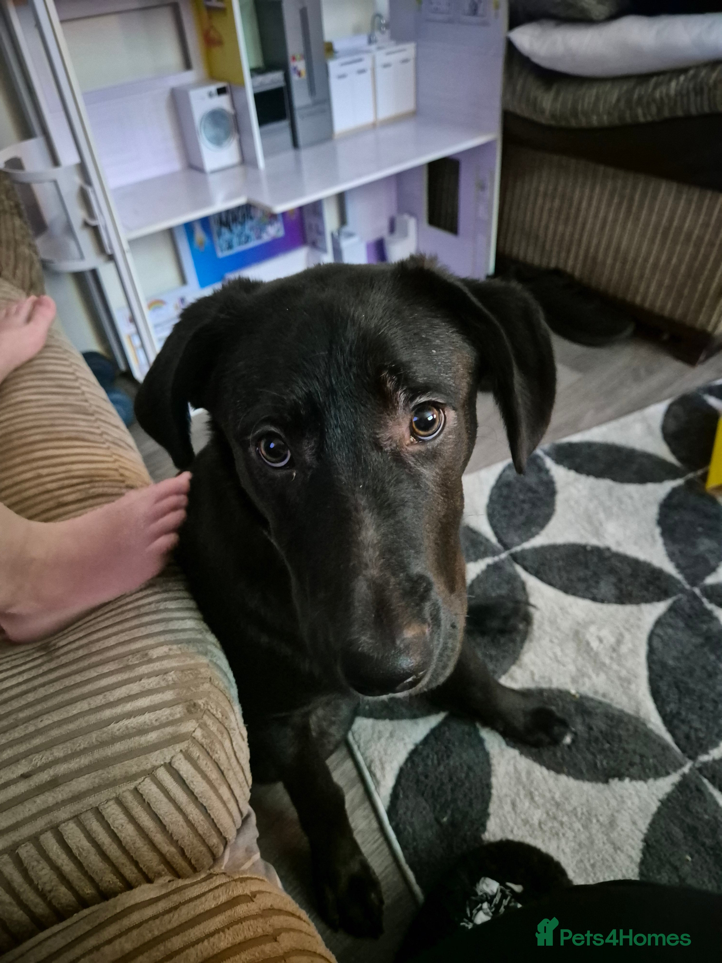 Borador dogs Loving home needed - Advert 12