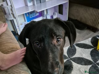 Borador dogs Loving home needed - Advert 1