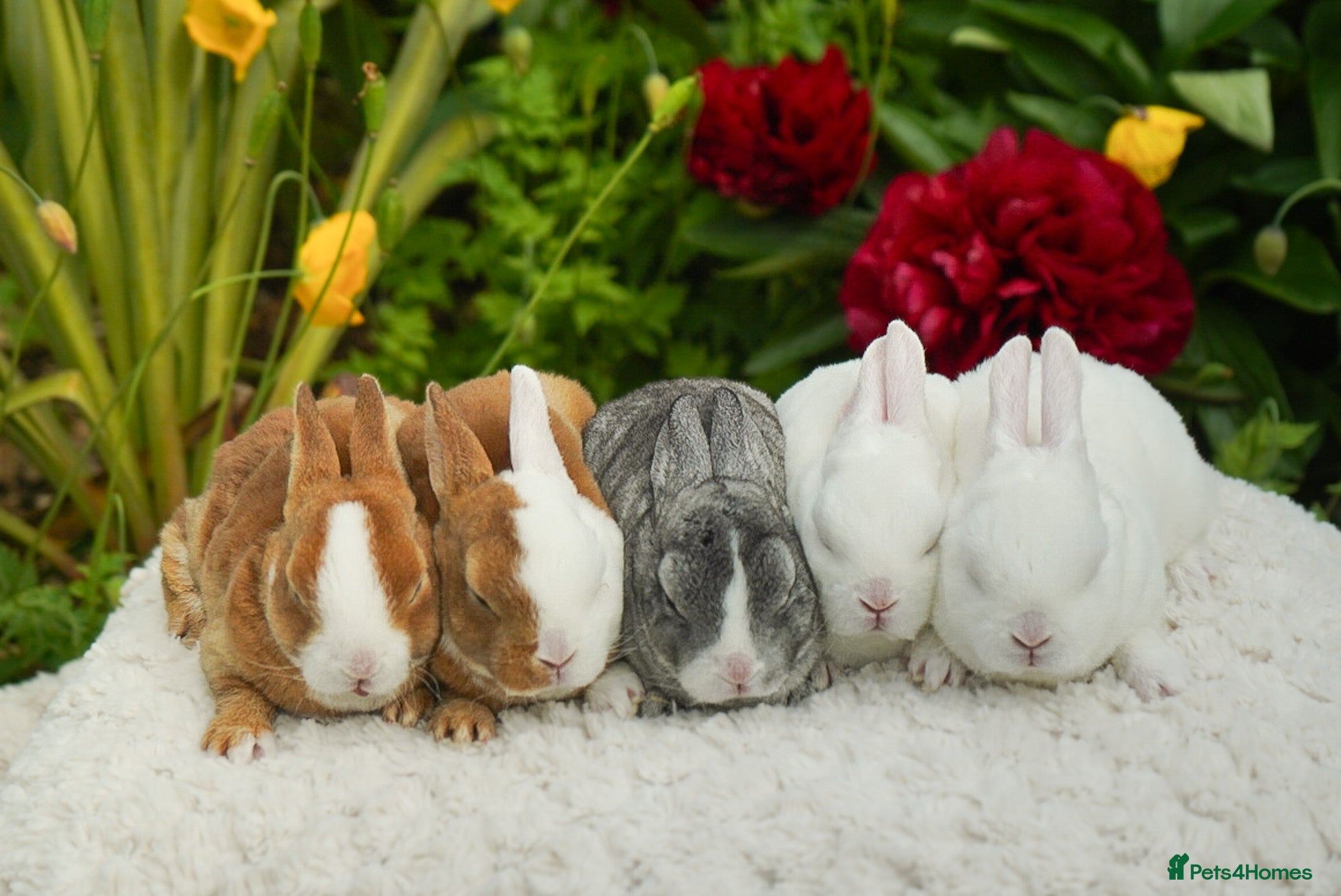 Rex rabbits Vienna Mini Rex - Advert 1