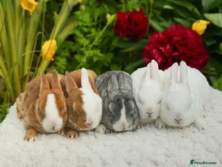 Rex rabbits Vienna Mini Rex - Advert 1