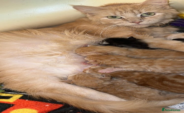 Maine Coon cats - Advert 2