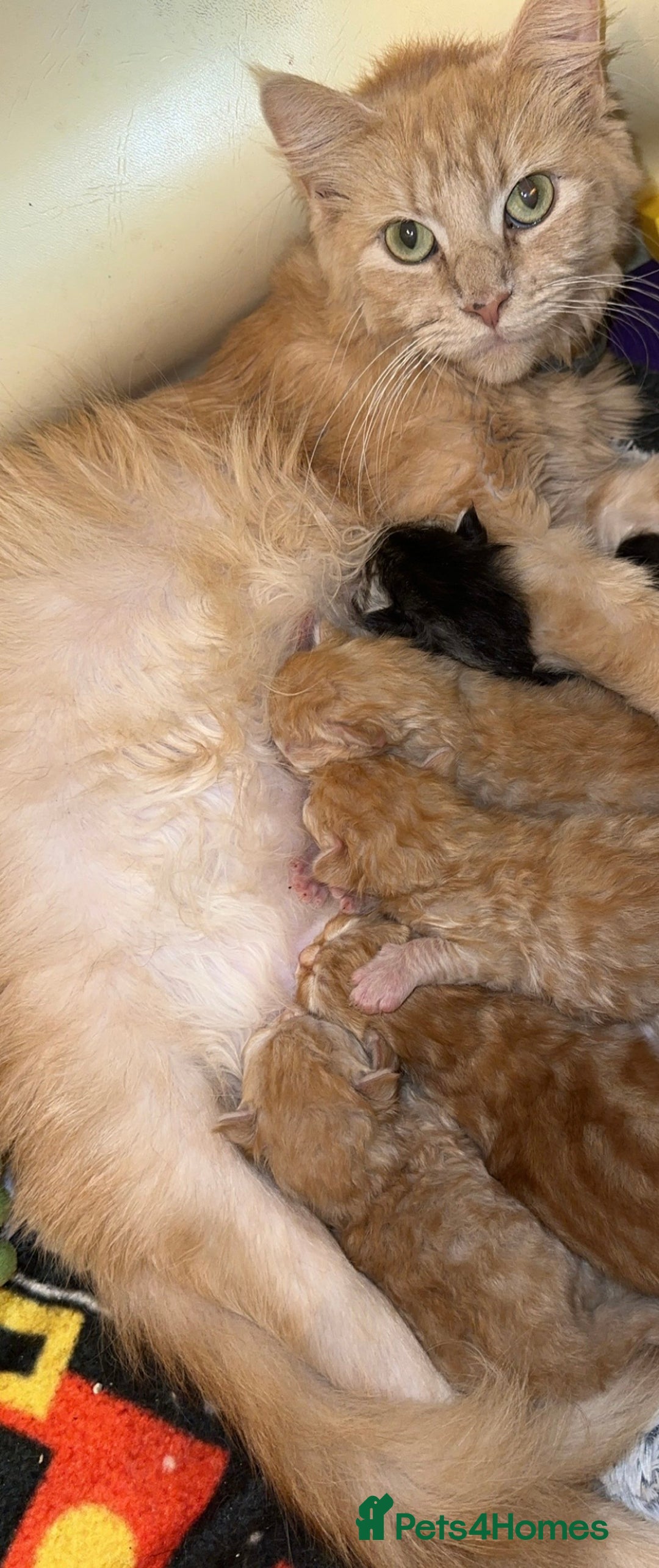 Maine Coon cats for sale: Gorgeous Maine coone kittens  - Image 1