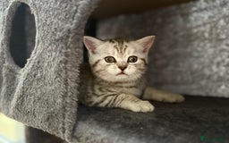 British Shorthair cats for sale: GCCF BSH Chinchilla Rare, Beautiful Kittens - Image 8