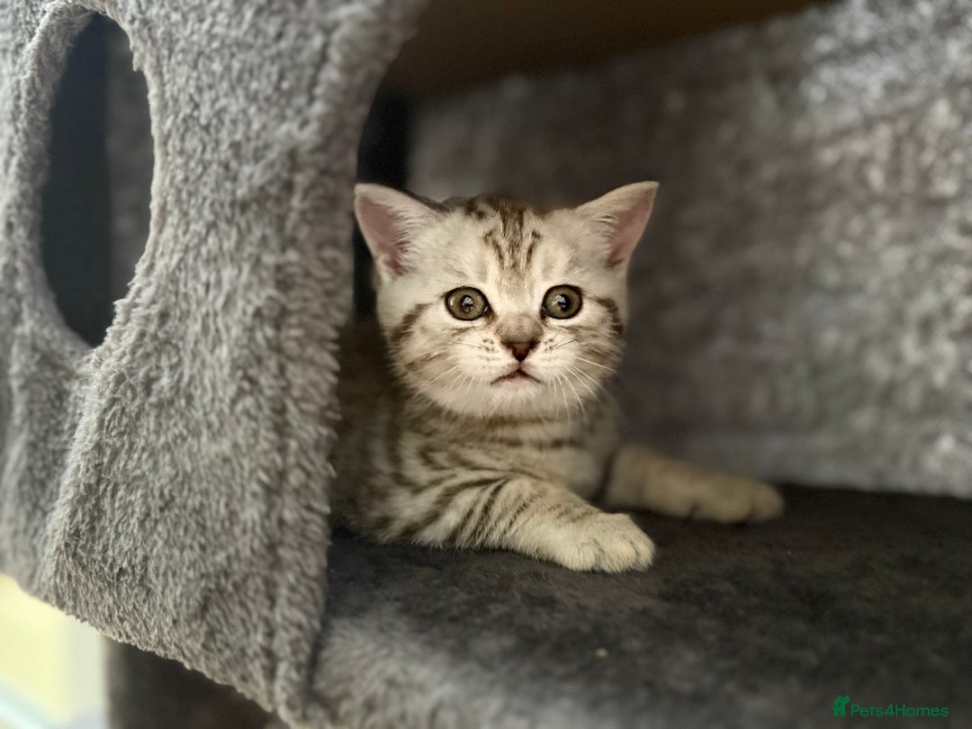 British Shorthair cats for sale: GCCF BSH Chinchilla Rare, Beautiful Kittens - Image 8