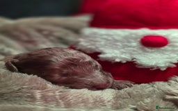 Cockapoo dogs for sale: ✨ Beautiful F2 Multi-Gen Cockapoo Puppies 4 Left - Image 28