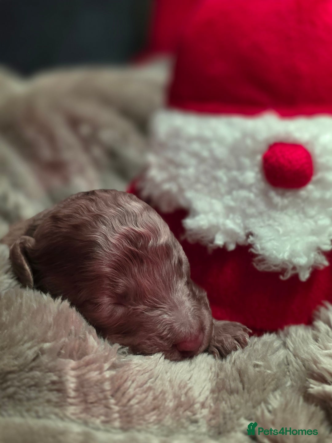 Cockapoo dogs for sale: ✨ Beautiful F2 Multi-Gen Cockapoo Puppies 4 Left - Image 28