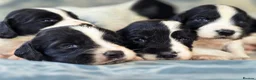 English Springer Spaniel dogs for sale: springer spaniel litter. 2 AVAILABLE  - Advert 25