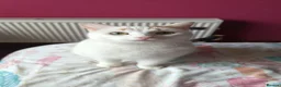Domestic Shorthair cats for sale: Mother & Son Domestic Shorthair Cats  in Birmingham - Advert 13