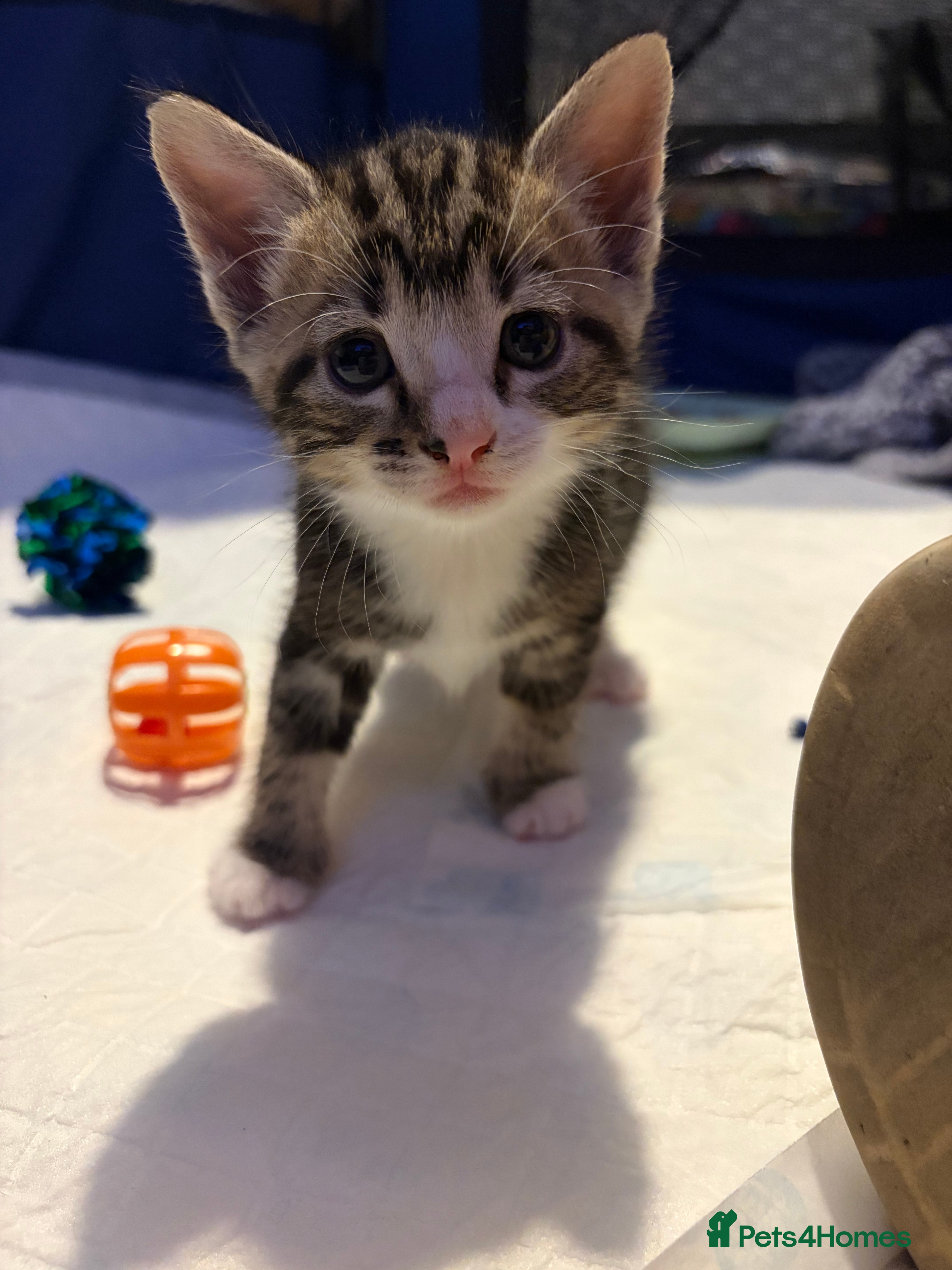 Mixed Breed cats 4 kittens 2 male 2 female  - Advert 1