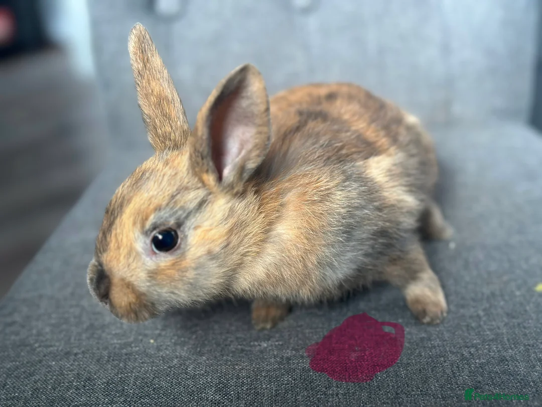 English Spot rabbits for sale: Adorable English Spot x Rex bunnies for sale - Advert 3