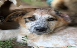 Mixed Breed dogs for adoption: IVY - a beautiful young girl, for a Loving Home - Image 5
