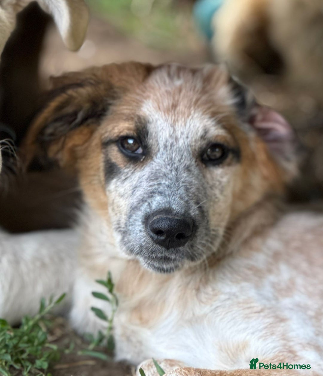 Mixed Breed dogs for adoption: IVY - a beautiful young girl, for a Loving Home - Image 5