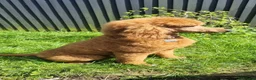 Standard Poodle dogs for sale: Fully Health Tested St Poodle Puppies  - Advert 3