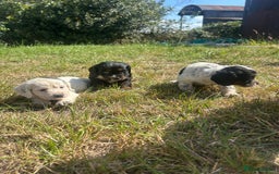 Sprocker dogs for sale: Sprocker puppies - Image 14