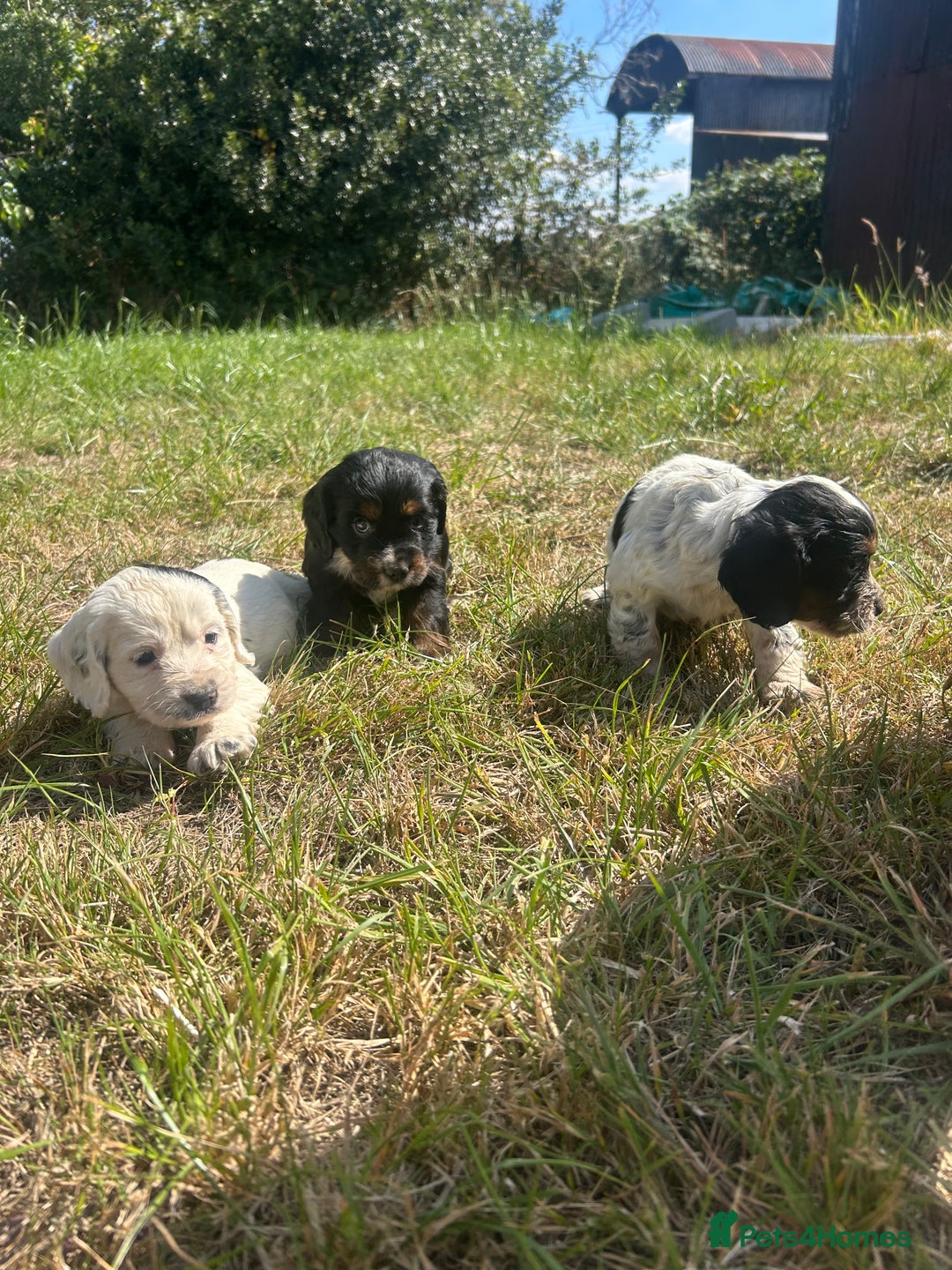 Sprocker dogs for sale: Sprocker puppies - Image 14