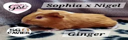 Guinea Pig rodents for sale: Gorgeous baby guinea pigs  - Advert 6