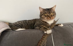 European cats for sale: 3 lovely girls  - Image 5