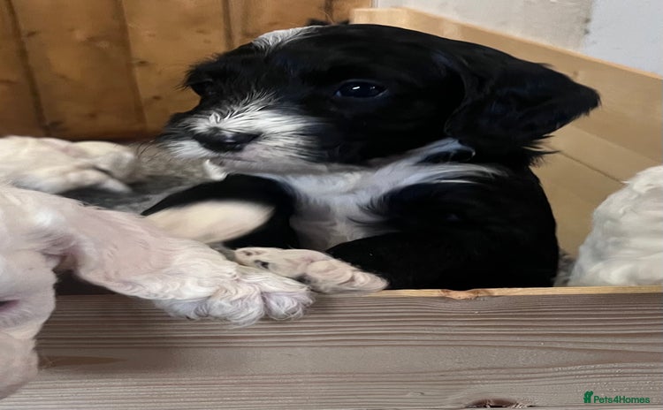 Cockapoo dogs - Advert 35