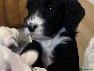 Cockapoo dogs - Advert 28