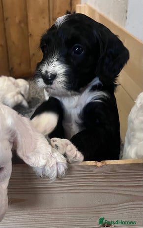 Cockapoo dogs - Advert 35