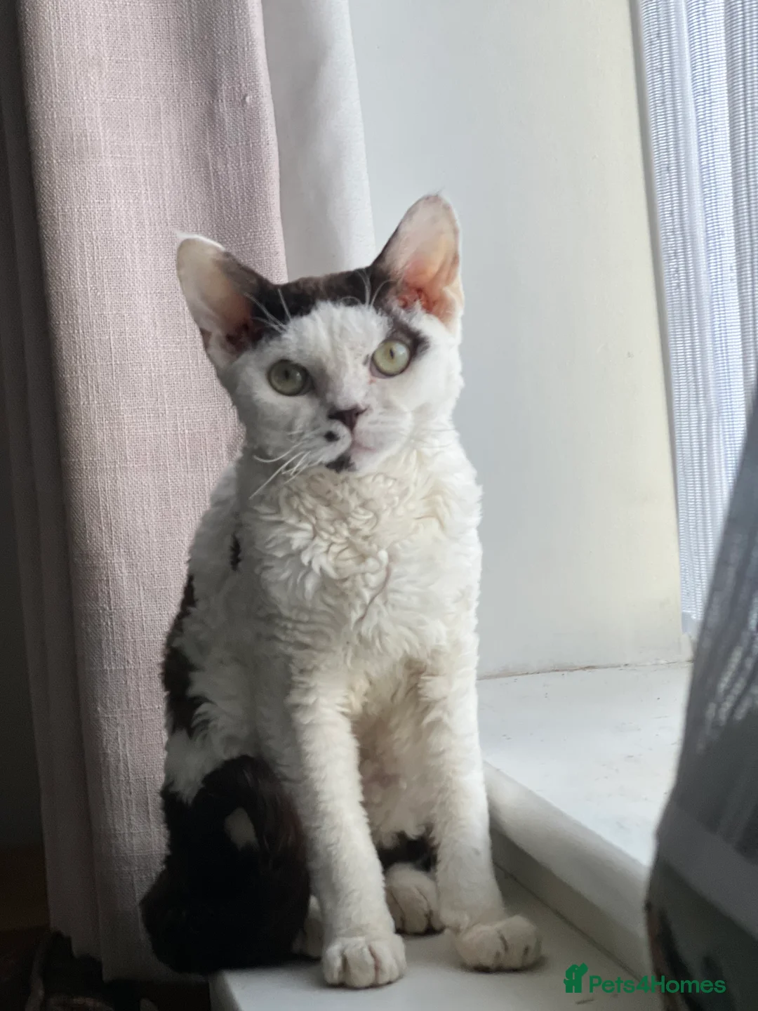 Devon Rex cats for stud: TICA active male for stud duties PROVEN STUD in Harlow - Advert 5