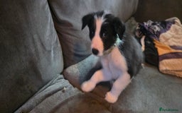 Border Collie dogs for sale: 9 border collie pups  - Image 10